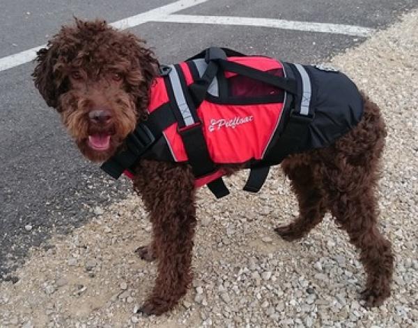 Schwimmweste Petfloat, für Hunde und Katzen